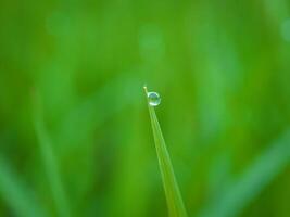 de cerca de gotas de lluvia en hojas foto