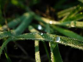 closeup of raindrops on leaves photo