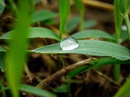 closeup of raindrops on leaves photo