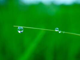 closeup of raindrops on leaves photo