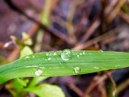 closeup of raindrops on leaves photo