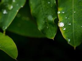 green leaf with water drops close up photo