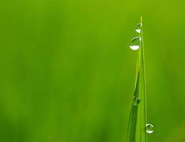 closeup of raindrops on leaves photo