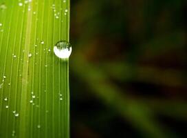 closeup of raindrops on leaves photo