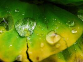 hoja verde con gotas de agua de cerca foto
