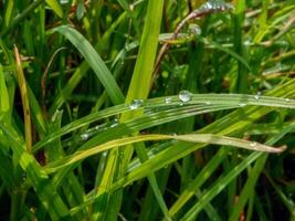 closeup of raindrops on leaves photo