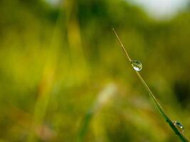 de cerca de gotas de lluvia en hojas foto