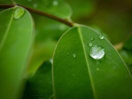 green leaf with water drops close up photo