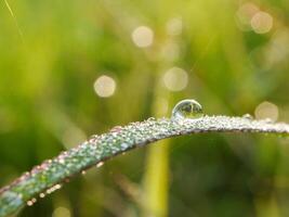 closeup of raindrops on leaves photo