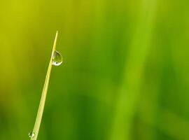 closeup of raindrops on leaves photo