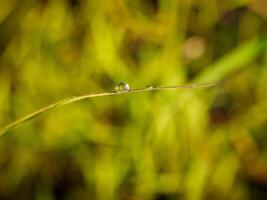 closeup of raindrops on leaves photo