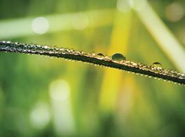 closeup of raindrops on leaves photo