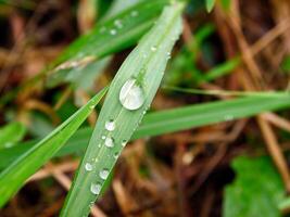 closeup of raindrops on leaves photo