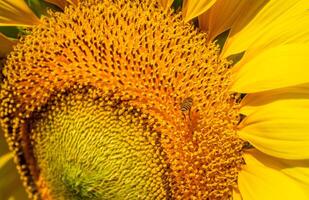 Flying insects gather nectar from sunflower. photo