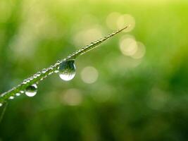 closeup of raindrops on leaves photo