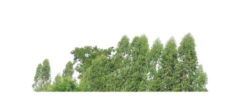 A group of rich green trees High resolution on white background. photo