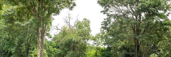 A group of rich green trees High resolution on white background. photo