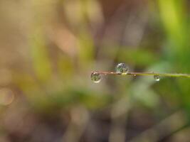 closeup of raindrops on leaves photo