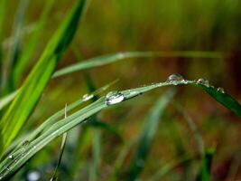 closeup of raindrops on leaves photo