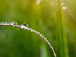 closeup of raindrops on leaves photo