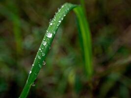 closeup of raindrops on leaves photo