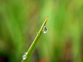 de cerca de gotas de lluvia en hojas foto