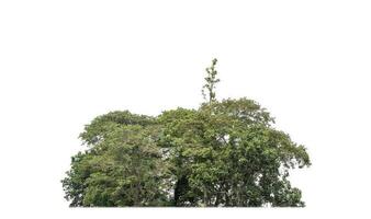 A group of rich green trees High resolution on white background. photo