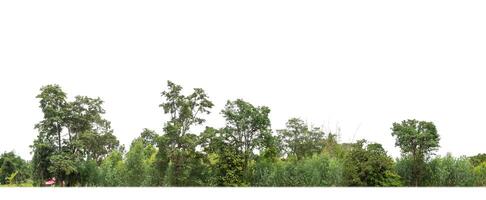 A group of rich green trees High resolution on white background. photo