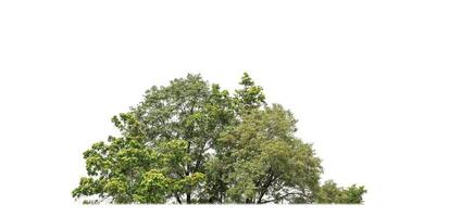 un grupo de Rico verde arboles alto resolución en blanco antecedentes. foto