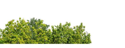 un grupo de Rico verde arboles alto resolución en blanco antecedentes. foto