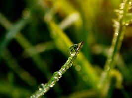 closeup of raindrops on leaves photo