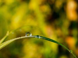 closeup of raindrops on leaves photo