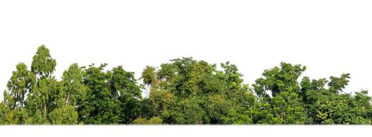 A group of rich green trees High resolution on white background. photo