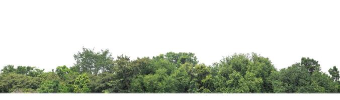 A group of rich green trees High resolution on white background. photo