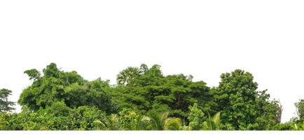 un grupo de Rico verde arboles alto resolución en blanco antecedentes. foto