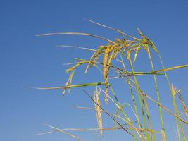 A close up of rice plants isolated on a blue background photo