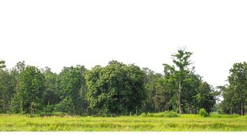 un grupo de Rico verde arboles alto resolución en blanco antecedentes. foto