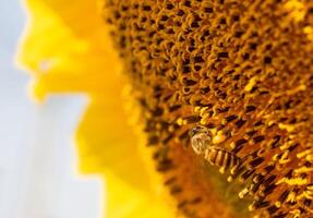 Bee collects nectar from a sunflower photo