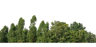 A group of rich green trees High resolution on white background. photo