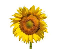 Sunflower flower, Close up view isolated on white background photo