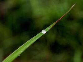 de cerca de gotas de lluvia en hojas foto