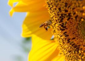 Bee collects nectar from a sunflower photo