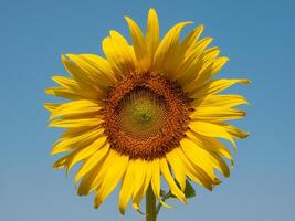 Sunflower blooming in the morning sky background photo