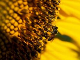 abeja recoge néctar desde un girasol foto