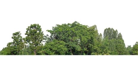 A group of rich green trees High resolution on white background. photo