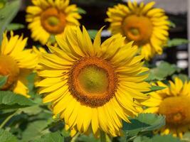 Close up view of bee collects nectar from a sunflower photo