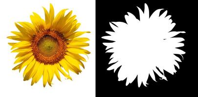 Sunflower flower, Closeup isolated on white background photo