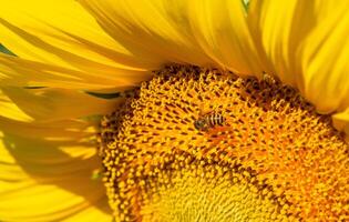 Close up view of bee collects nectar from a sunflower photo