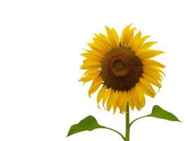 Sunflower flower, Closeup isolated on white background photo