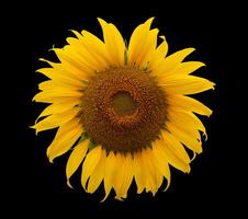 Sunflower close up isolated on a black background photo